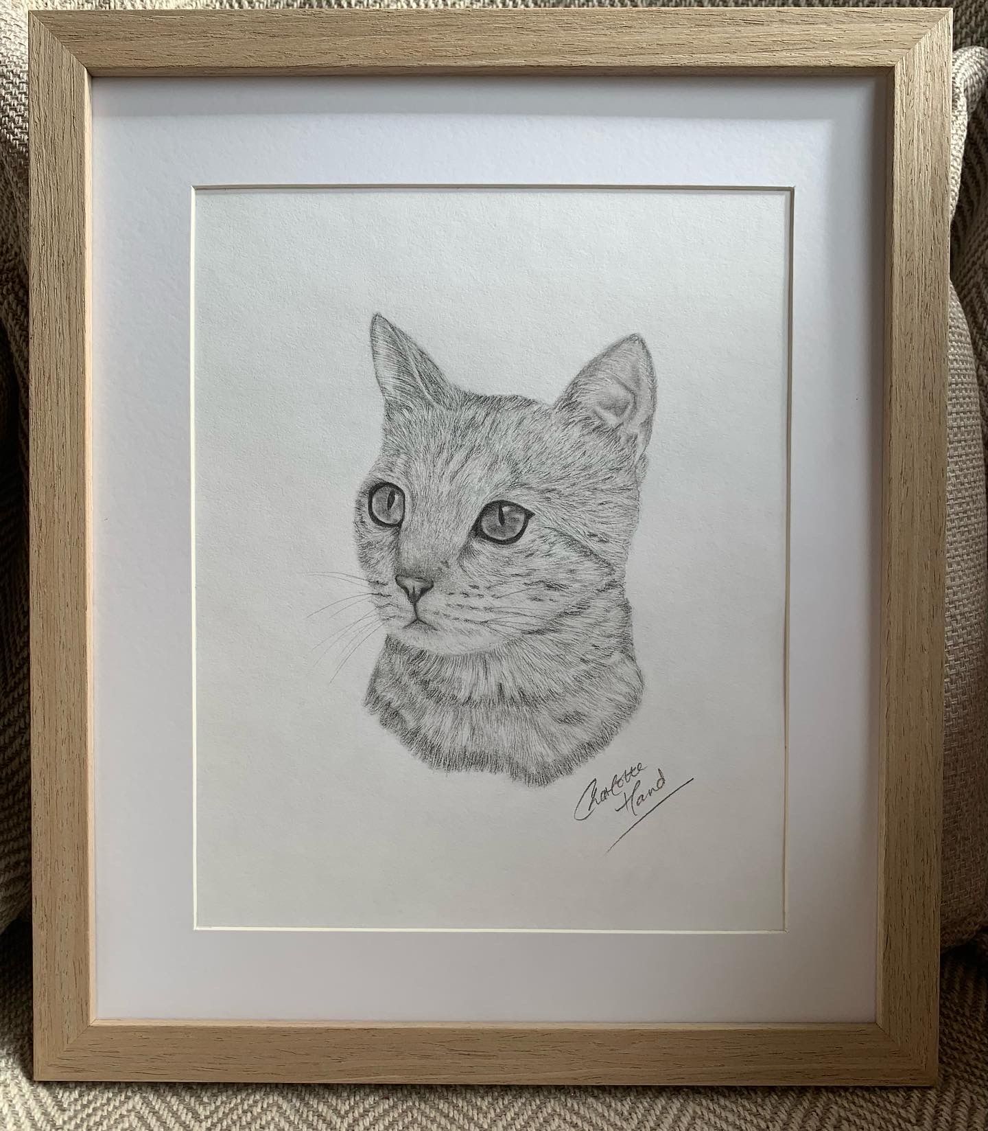 Cat graphite drawing