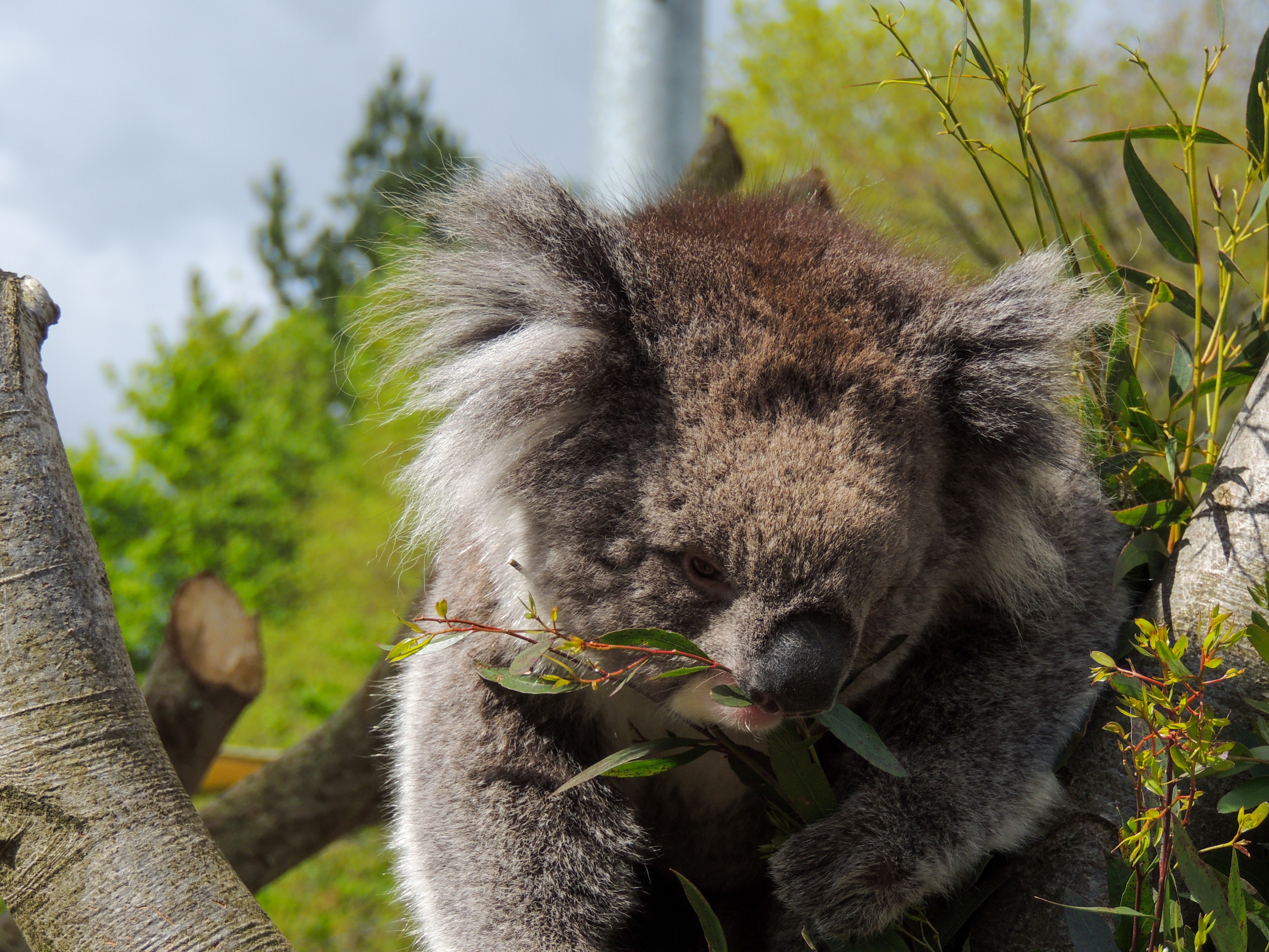 Koala photography