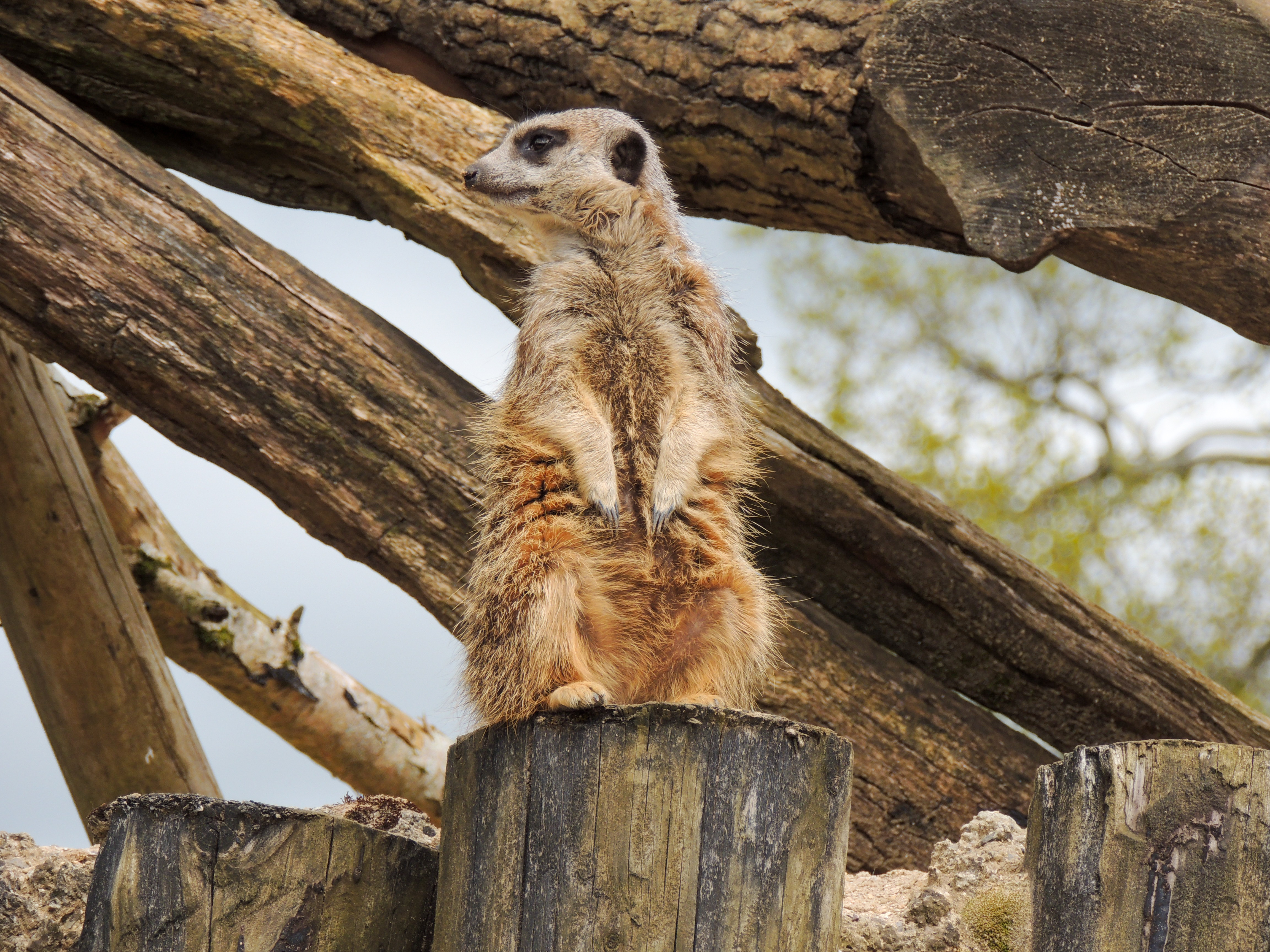 Meerkat photography