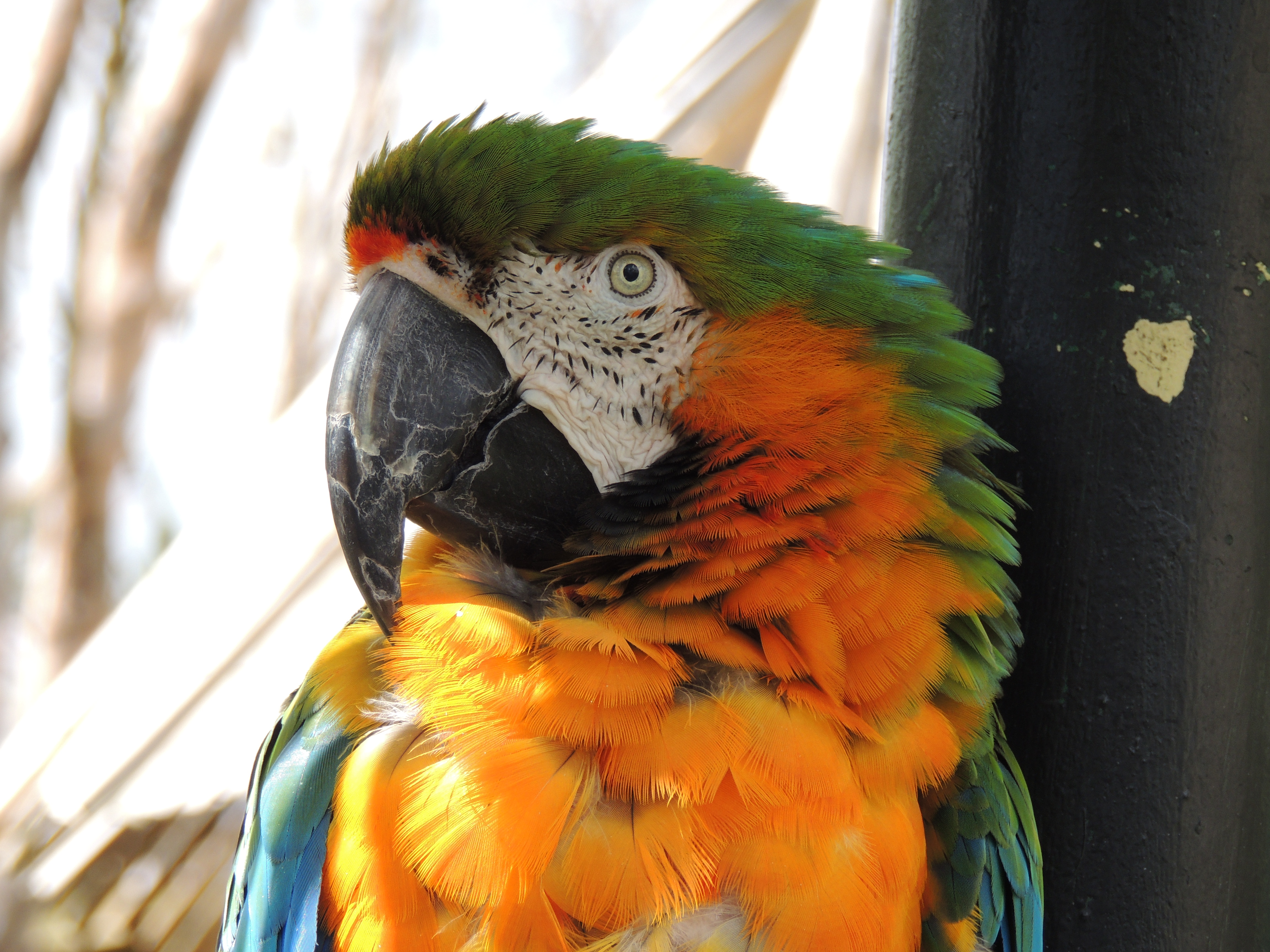 Parrot photography