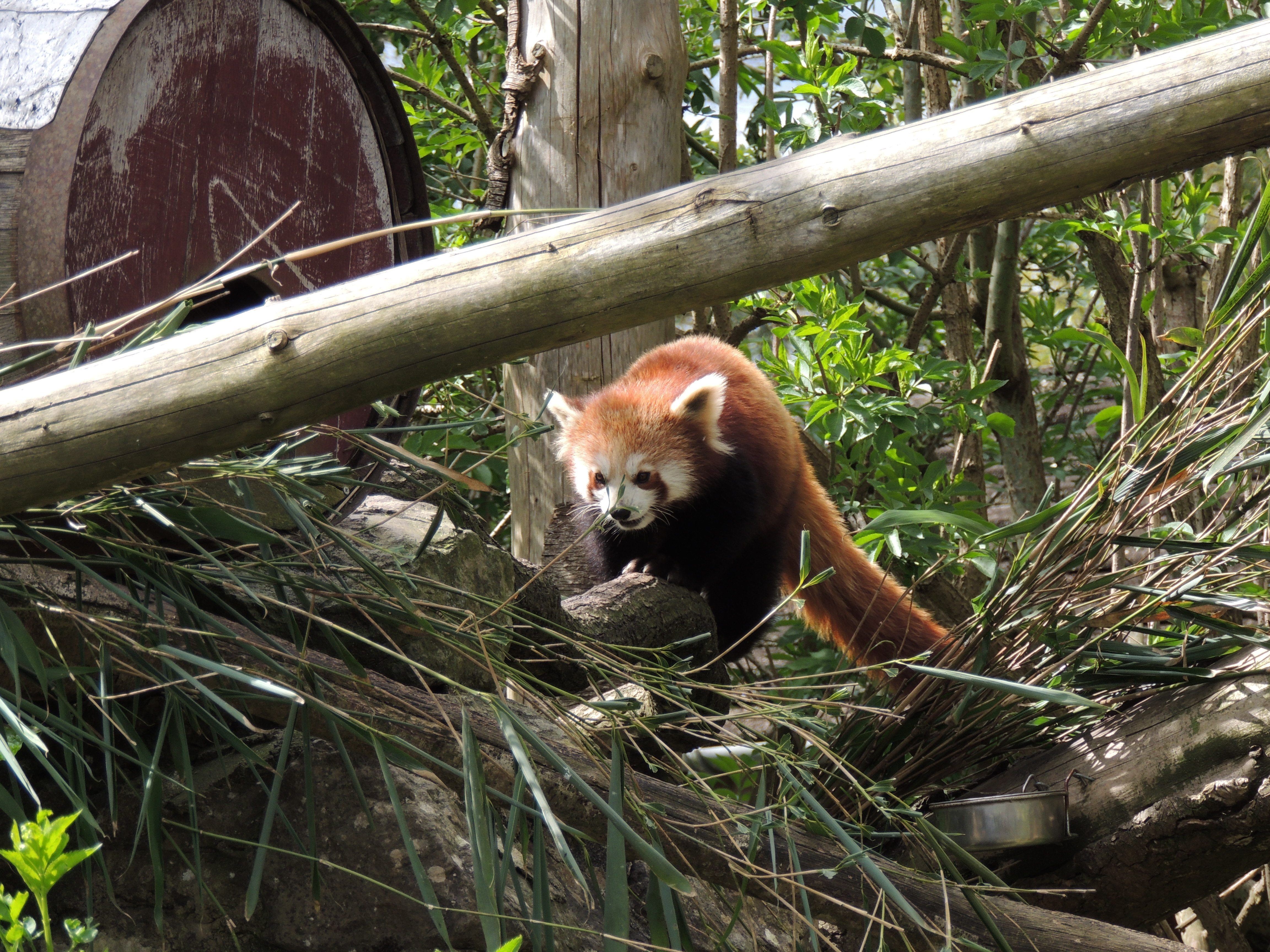 Red Panda photography