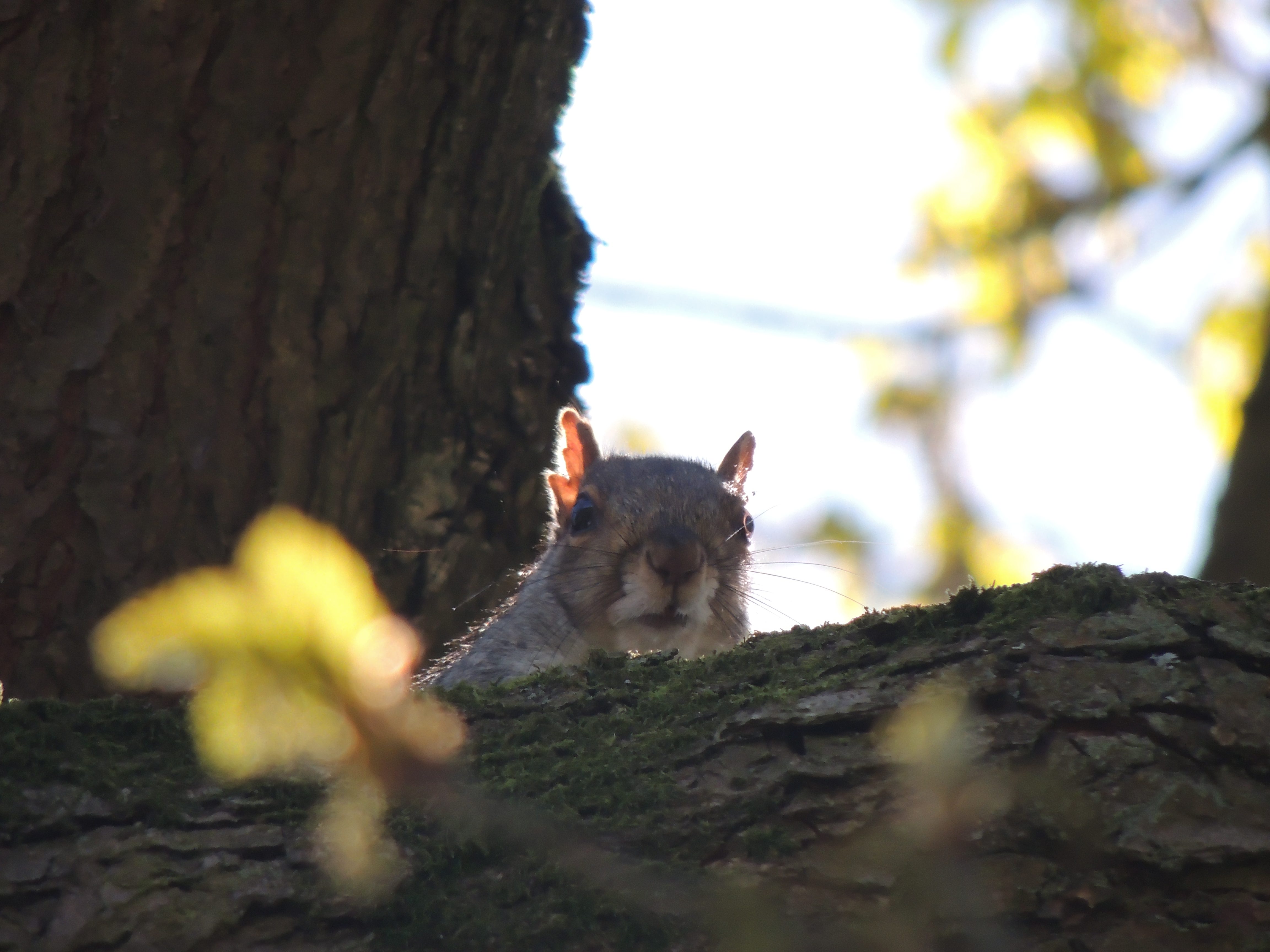 Squirrel photography
